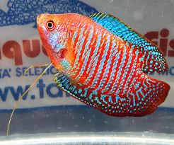 COLISA LALIA RED CORAL MASCHIO