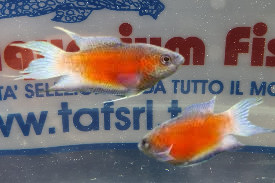 MACROPODUS ERYTHROPTERUS RED BACK