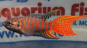 MACROPODUS OPERCOLARIS RED