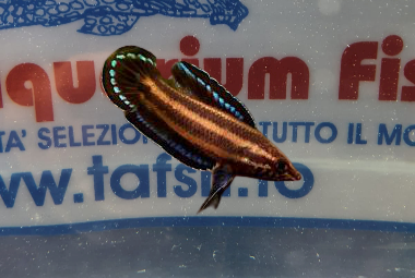 PAROSPHROMENUS ANJUNGANEN