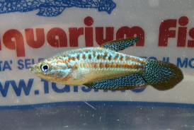TRICHOPSIS VITTATA