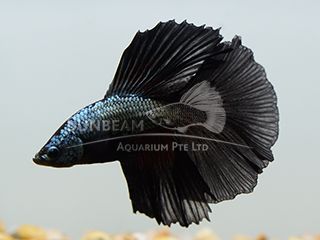 BETTA MASCHIO HALFMOON BLACK BETTA MASCHIO HALFMOON BLACK