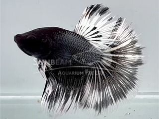 BETTA MASCHIO HALFMOON BUTTERFLY BLACK BETTA MASCHIO HALFMOON BUTTERFLY BLACK