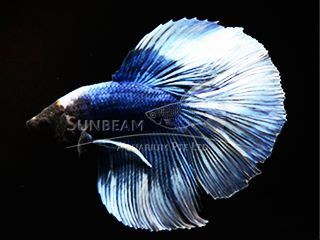 BETTA MASCHIO HALFMOON BUTTERFLY BLUE BETTA MASCHIO HALFMOON BUTTERFLY BLUE