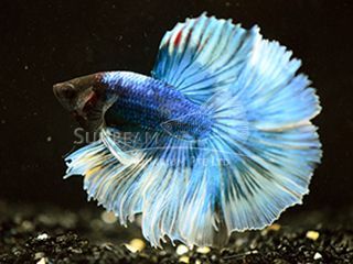 BETTA MASCHIO HALFMOON BUTTERFLY GREEN BETTA MASCHIO HALFMOON BUTTERFLY GREEN