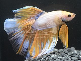 BETTA MASCHIO HALFMOON BUTTERFLY YELLOW BETTA MASCHIO HALFMOON BUTTERFLY YELLOW