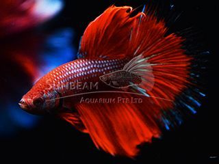 BETTA MASCHIO HALFMOON BUTTERFLY RED BETTA MASCHIO HALFMOON BUTTERFLY RED