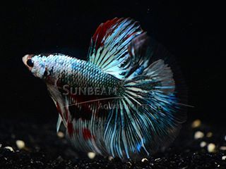 BETTA MASCHIO HALFMOON DRAGON BETTA MASCHIO HALFMOON DRAGON