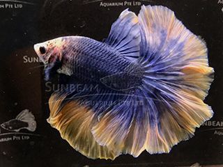 BETTA MASCHIO HALFMOON YELLOW MASCOT BETTA MASCHIO HALFMOON YELLOW MASCOT