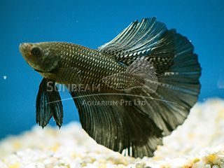 BETTA MASCHIO HALFMOON COPPER BETTA MASCHIO HALFMOON COPPER