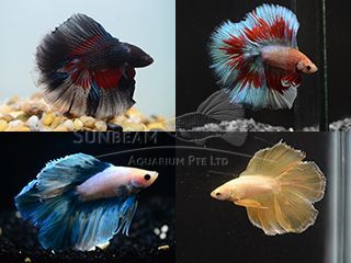 BETTA MASCHIO HALFMOON DOUBLE TAIL BETTA MASCHIO HALFMOON DOUBLE TAIL