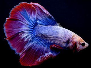 BETTA MASCHIO HALFMOON FRENCH FLAG BETTA MASCHIO HALFMOON FRENCH FLAG