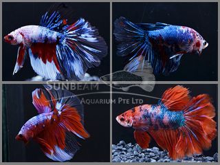 BETTA MASCHIO HALFMOON GALAXY KOI BETTA MASCHIO HALFMOON GALAXY KOI