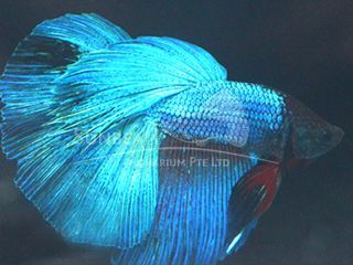 BETTA MASCHIO HALFMOON GREEN BETTA MASCHIO HALFMOON GREEN