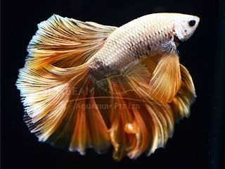 BETTA MASCHIO HALFMOON GOLD BETTA MASCHIO HALFMOON GOLD