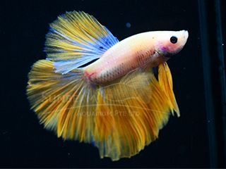 BETTA MASCHIO HALFMOON ORANGE BETTA MASCHIO HALFMOON ORANGE