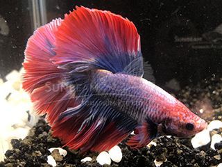 BETTA MASCHIO HALFMOON THAI FLAG BETTA MASCHIO HALFMOON THAI FLAG