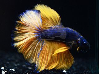 BETTA MASCHIO HALFMOON MUSTARD BETTA MASCHIO HALFMOON MUSTARD