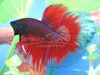 BETTA MASCHIO HALFMOON RED BETTA MASCHIO HALFMOON RED