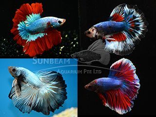 BETTA MASCHIO HALFMOON ROSETAIL BETTA MASCHIO HALFMOON ROSETAIL