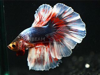 BETTA MASCHIO HALFMOON TRIBAND BETTA MASCHIO HALFMOON TRIBAND