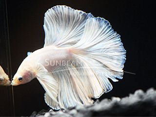 BETTA MASCHIO HALFMOON WHITE OPAQUE BETTA MASCHIO HALFMOON WHITE OPAQUE