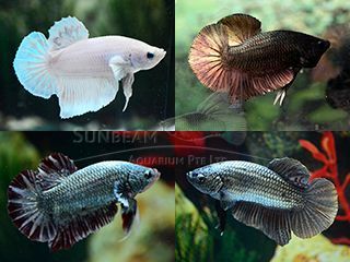 BETTA MASCHIO HMPK MIX BETTA MASCHIO HMPK MIX
