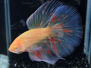 BETTA MASCHIO HALFMOON VANDA BETTA MASCHIO HALFMOON VANDA