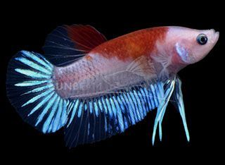 BETTA MASCHIO HMPK TANJO BETTA MASCHIO HMPK TANJO