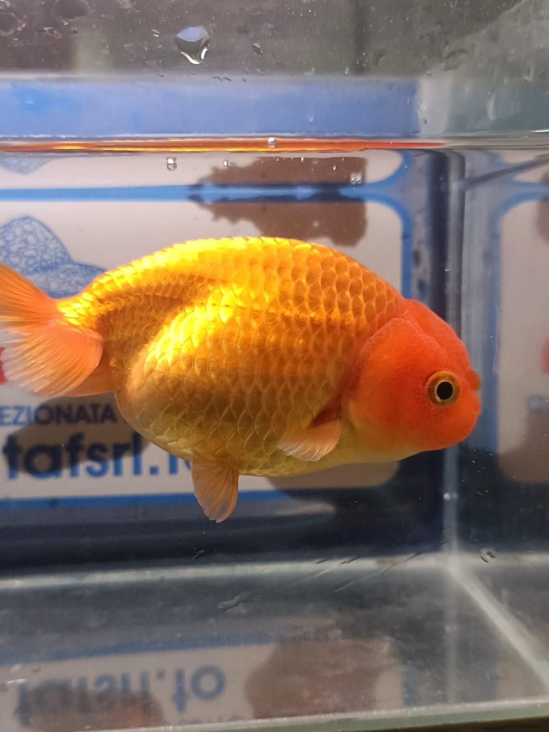 RANCHU COLORI ASSORTITI 10-12 CM PREMIUM QUALITY