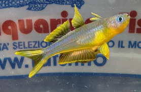 PSEUDOMUGIL FURCATUS M