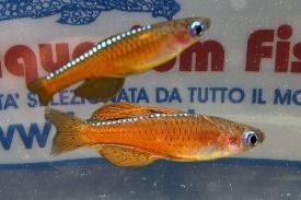 PSEUDOMUGIL PASKAI