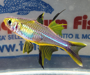 THELMATERINA LADIGESI THELMATERINA LADIGESI
