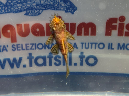 ANCISTRUS SP. CALICO