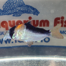 CORYDORAS ADOLFOI ML