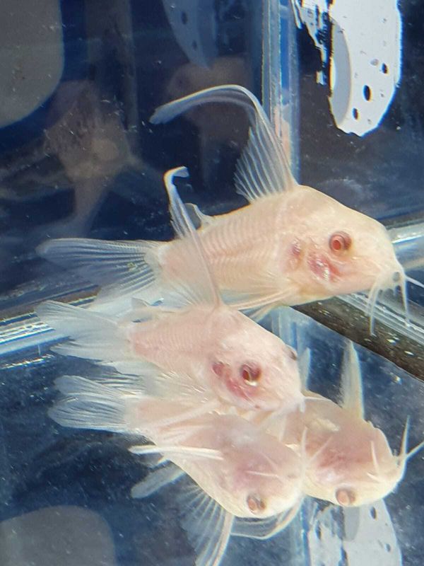 CORYDORAS ALBINO PINNE A VELO