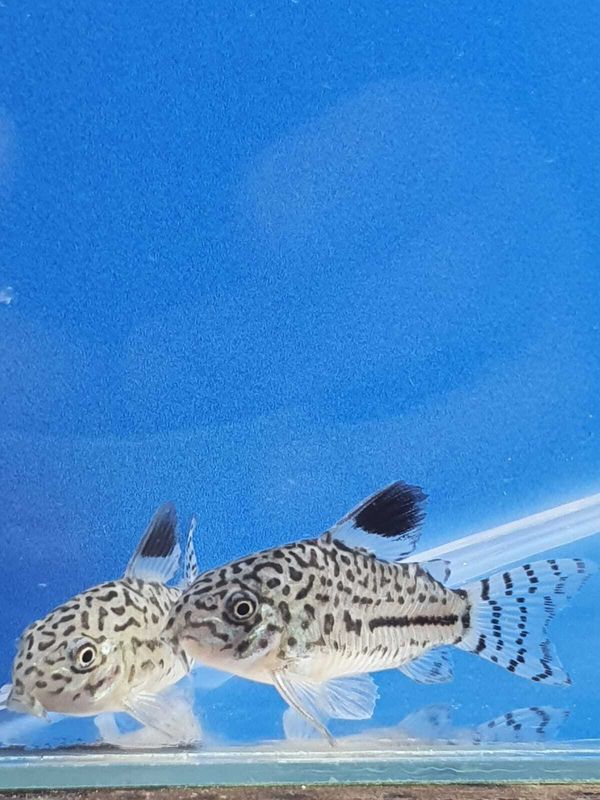 CORYDORAS JULII