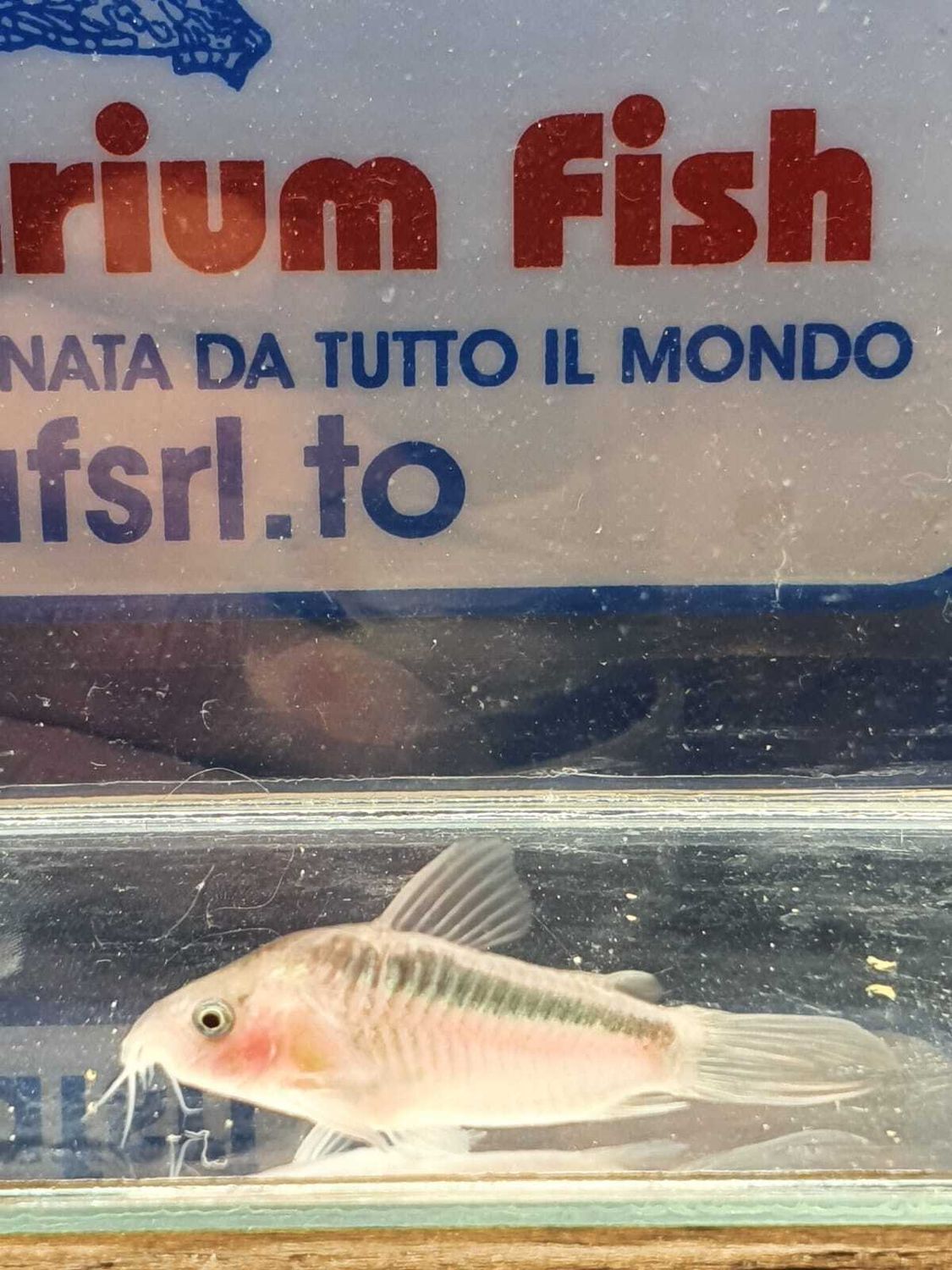 CORYDORAS RABAUTI MD