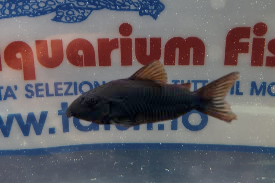 CORYDORAS VENEZUELA BLACK M