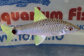 CROSSOCHEILUS RETICULATUS 5CM.