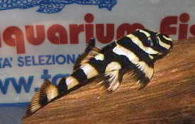 DEKEISERIA PULCHRA - L168 TIGER BUTTERFLY