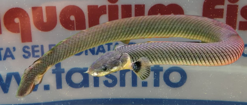 ERPETOICHTHYS CALABARICUS 15-20cm