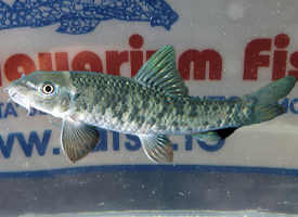 GARRA RUFA DOCTOR FISH