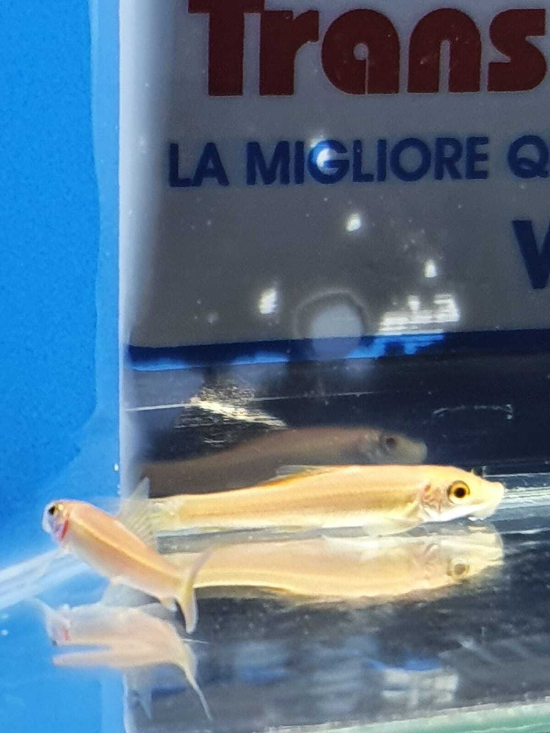 GYRINOCHEILUS albino