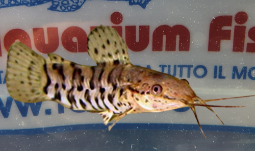 HOPLOSTERNUM THORACATUM L