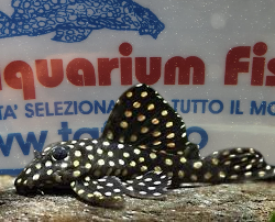 HYPANCISTRUS INSPECTOR - L201 WHITE SPOT PLECO