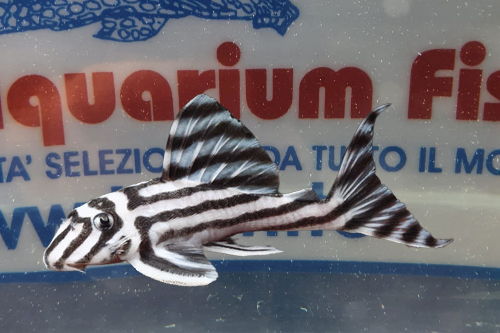 HYPANCISTRUS ZEBRA L46 - 2CM.