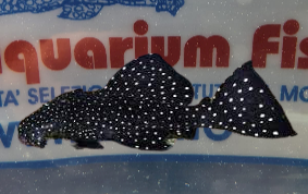 leporacanthicus galaxias 3/4CM offerta