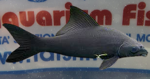 LABEO CHRISOPHEKADION BLACK