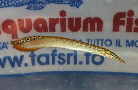 MACROGNATHUS SIAMENSIS 8/10 CM